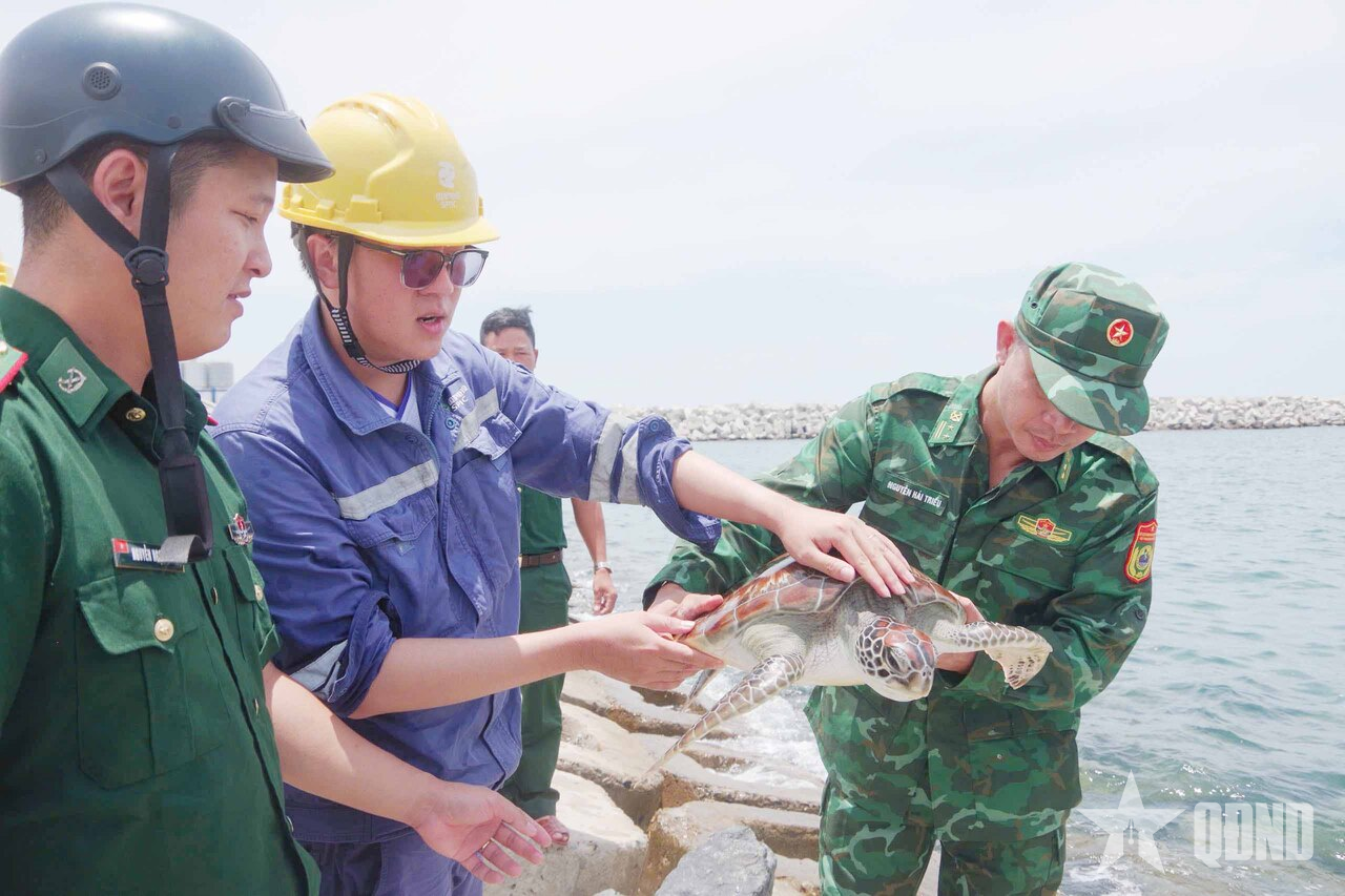 Thả cá thể rùa biển quý hiếm về môi trường sống tự nhiên